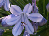 plumeria